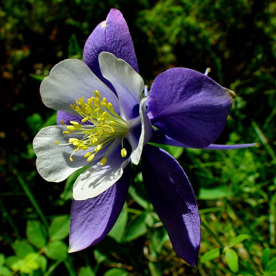 Columbine